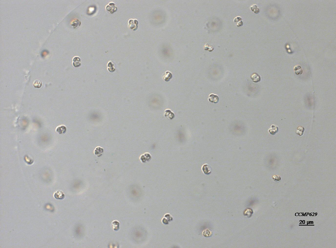 CCMP736 | NCMA at Bigelow Laboratory